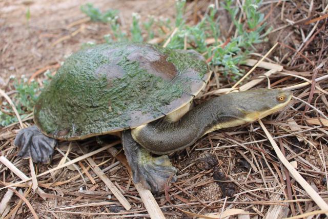 Eureka for turtle initiative | The Murray Valley Standard