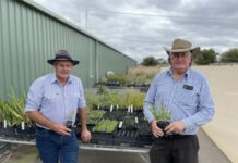 Go green with free natives