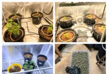 Drug Busts In Murraylands