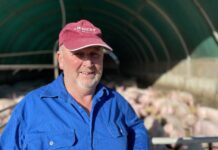 Happy as a pig in mud