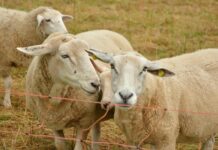 Podcast helps farmers adapt