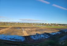 Trees for flood recovery