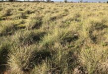 Grassland protection critical