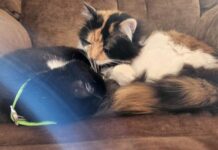 Guide to pet adoption