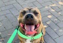 Draft animal management plan released