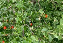 Beware of prickly pest