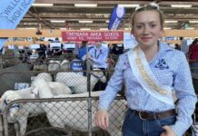 Students put sheep on show