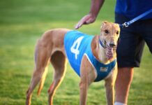 Racing inquiry shows ‘gap’