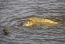 Call for carp cull