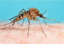 Be aware – Fight the Bite