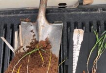 Improve crop establishment