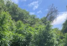 Busy week for police