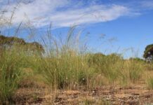 Workshop to help control African lovegrass
