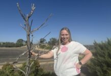Mannum tree goes blue