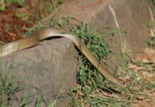 Staying safe around snakes