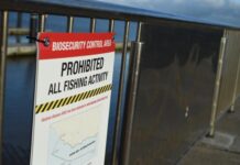 New bid to stop abalone virus