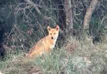 ‘Dogs don’t carry a compass’ dingo protection worries council