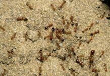 Putting a stop to fire ants