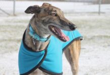Greyhound deadline missed