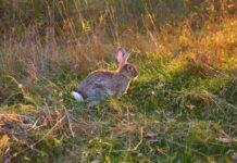 Rabbit baiting in Coorong
