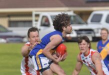 Cats pur-fect run continues