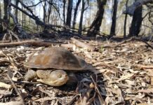 Keep an eye out for turtles