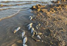 Healthy Coorong, dead fish