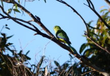 Narrung’s exciting sighting