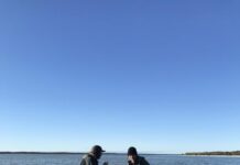 Coorong’s winged despair