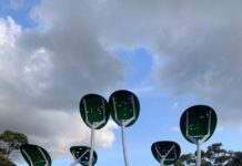Mallee trees bloom again