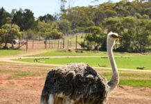 Safari park’s baby boom