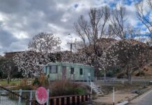 Little corellas, big issues for Murraylands, Mallee councils