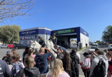 Horsing around with cops