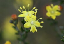 Rare plant in spotlight as seedlings set to regenerate region