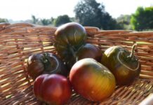 Fighting rare tomato virus