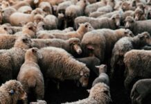 Rebates available to livestock agents