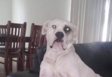 Dog found after five years