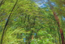 Photo club shows creativity