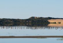 Funding to help Coorong