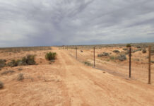 Wild dogs continue chaos