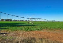 SA gets full entitlement