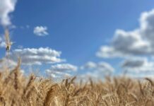 Grain grower committee members wanted