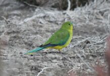 Rare Orange-bellied Parrot spotted
