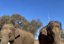 Welcome home elephants