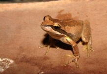 Become a citizen scientist in frog census week