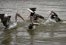 Birds in focus for club