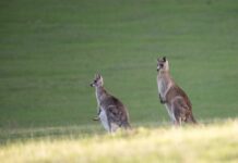 Annual kangaroo survey begins