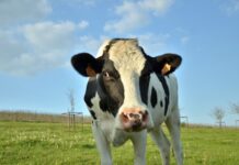 Golden North moves base