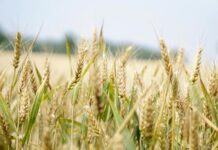 Fungus-fortified bread-wheat crops offer improved nutrition