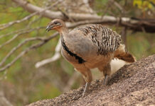 Join Malleefowl Monitoring program